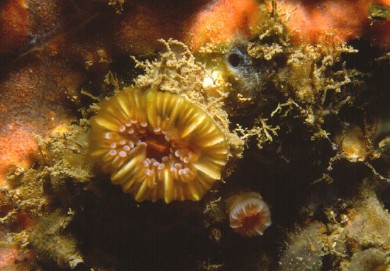  Caryophyllia smithi (Devonshire Cup Coral)
